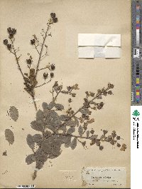 Lagerstroemia indica image