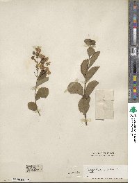 Lagerstroemia indica image