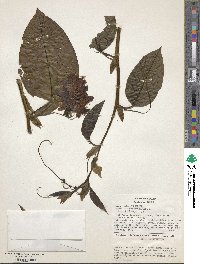 Passiflora quadrangularis image