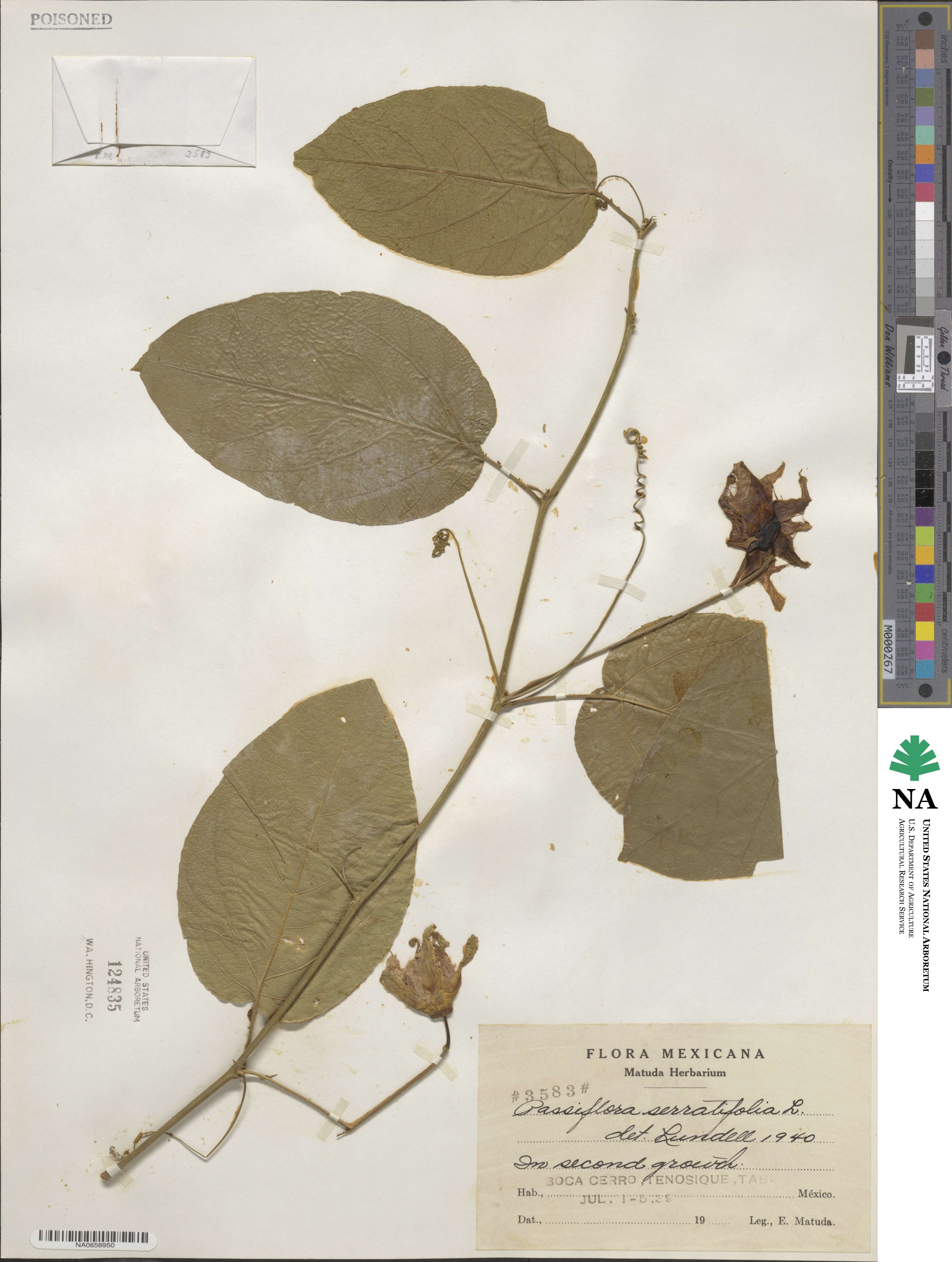 Passiflora serratifolia image