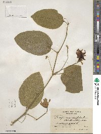 Passiflora serratifolia image