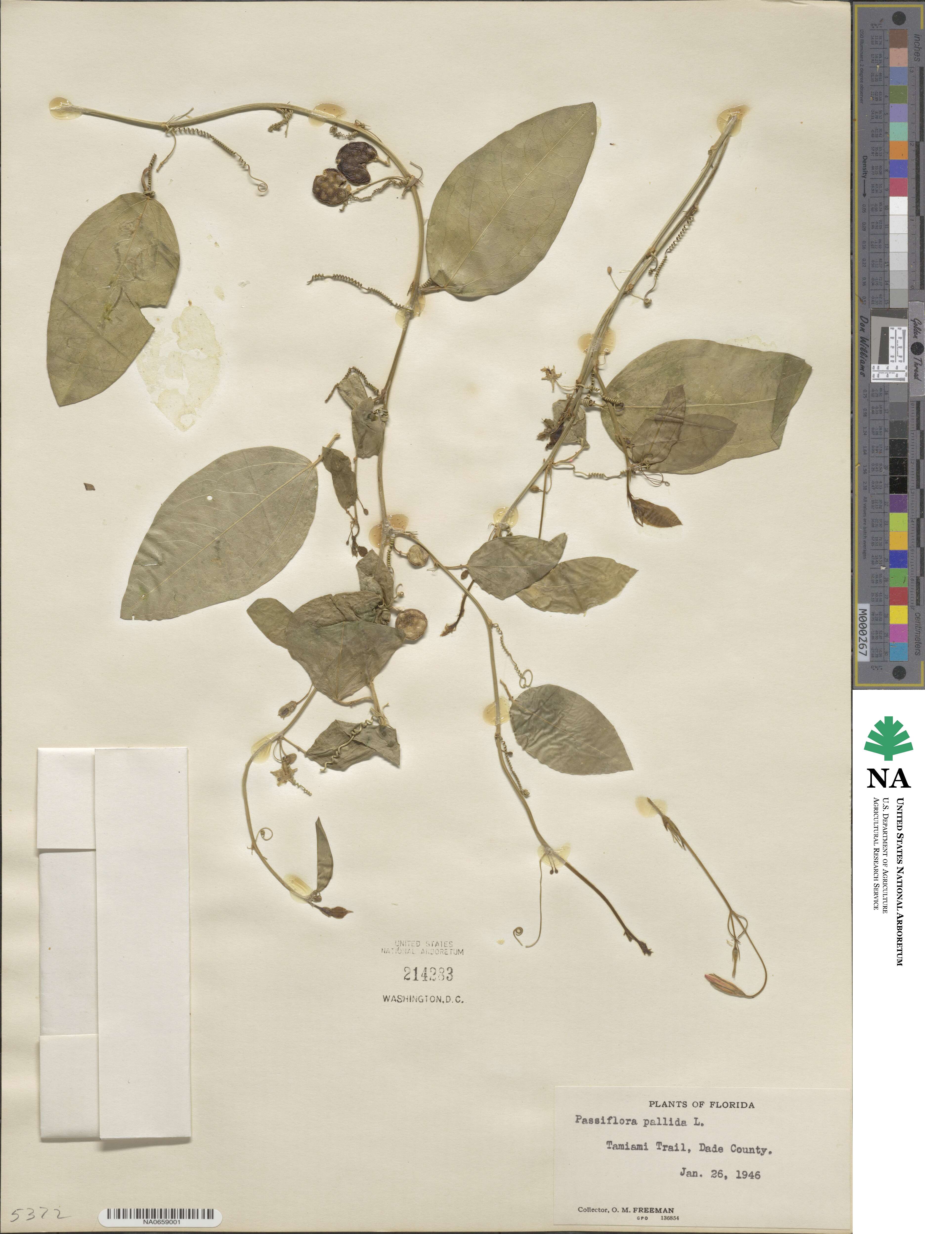 Passiflora pallida image