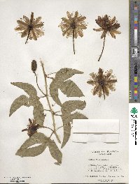 Passiflora incarnata image