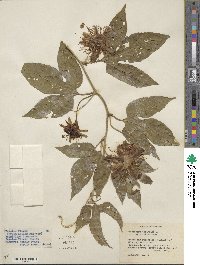 Passiflora incarnata image