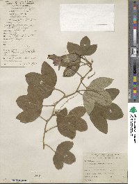 Passiflora quitensis image