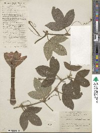 Passiflora quitensis image