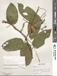 Passiflora riparia image