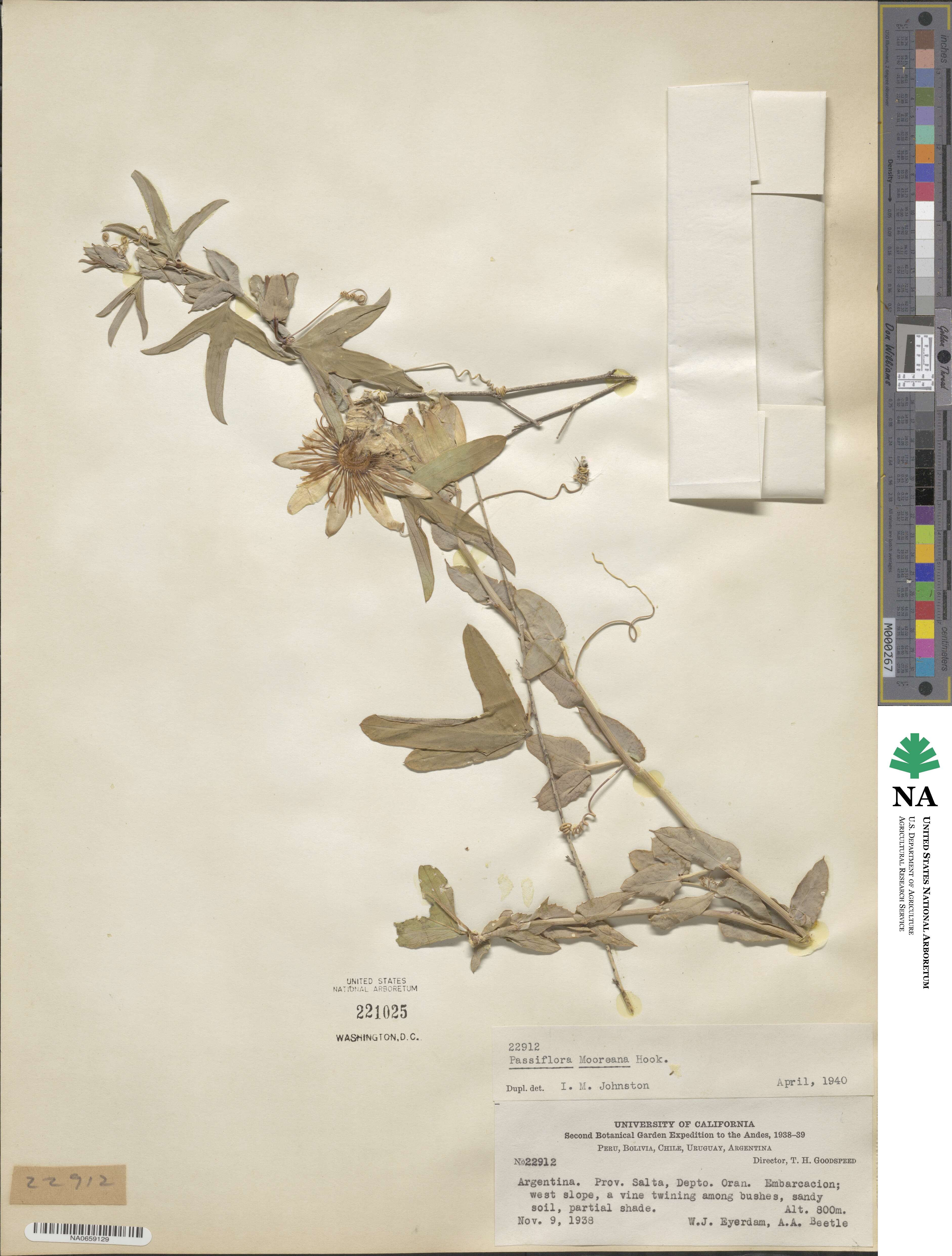 Passiflora mooreana image