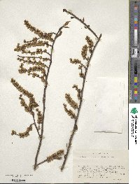 Stachyurus praecox image