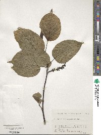 Stachyurus praecox image