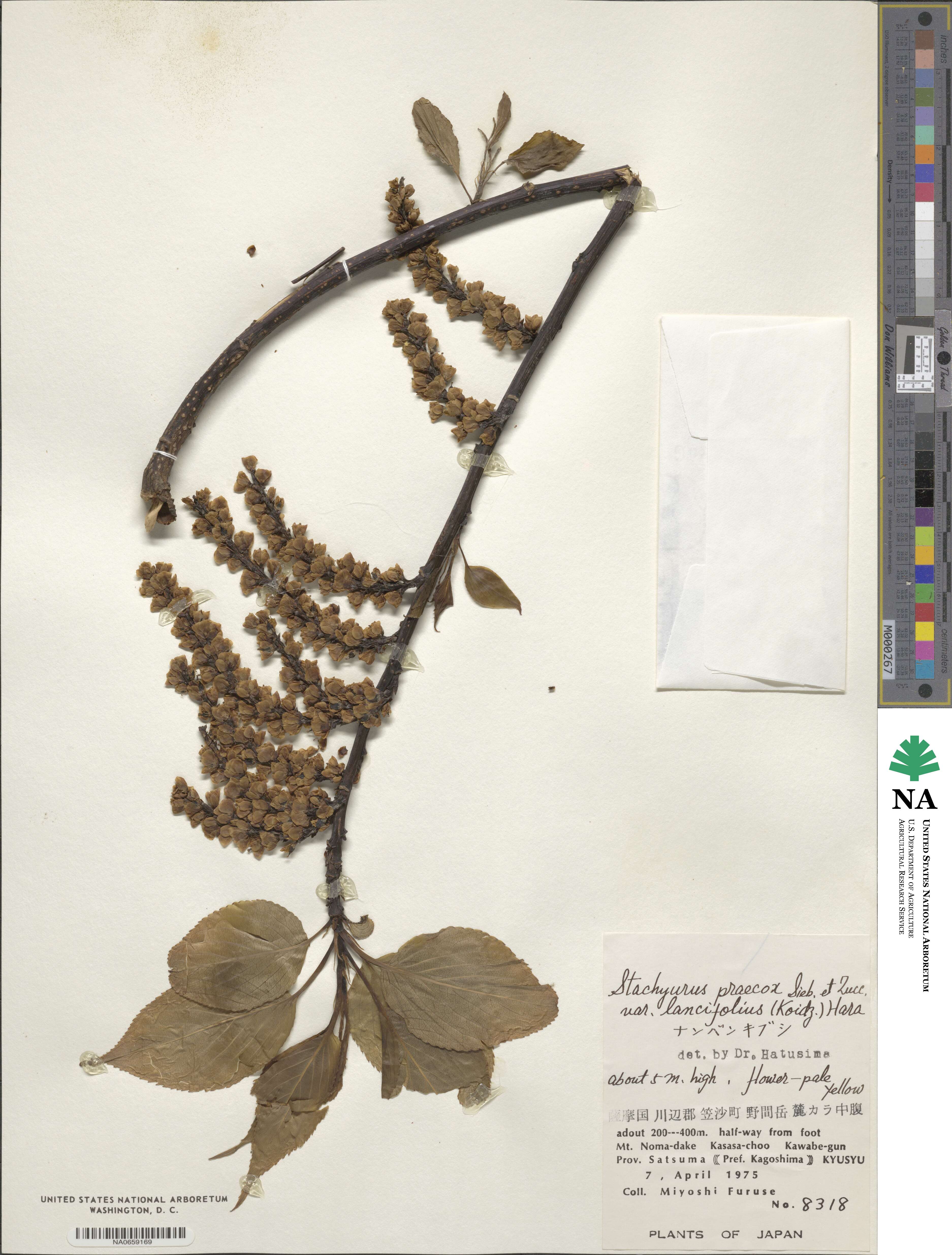 Stachyurus praecox image