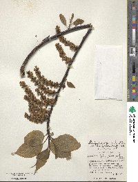 Stachyurus praecox image