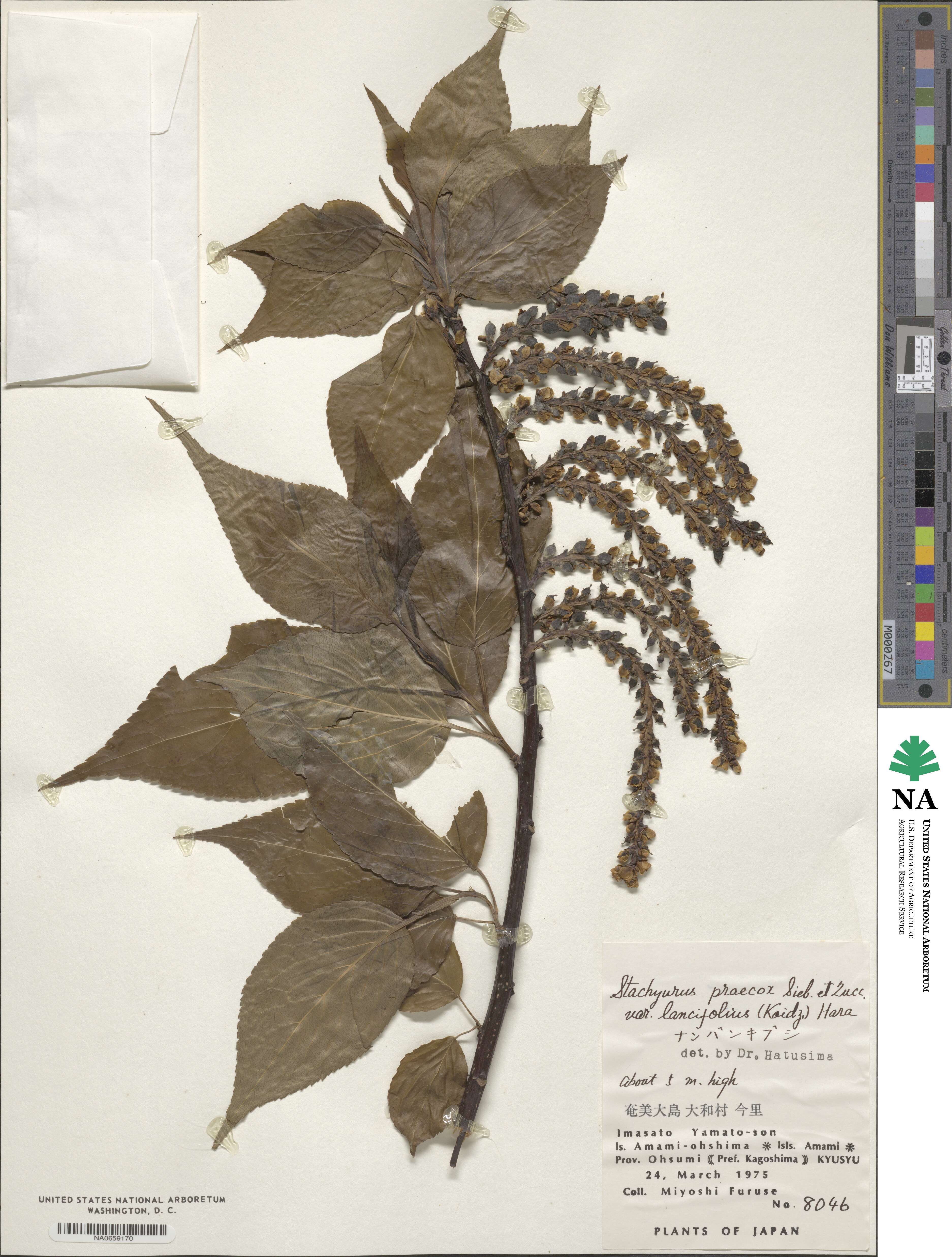 Stachyurus praecox var. matsuzakii image