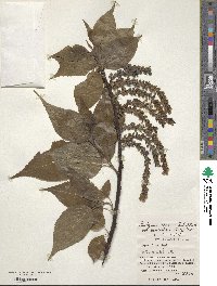 Stachyurus praecox var. matsuzakii image