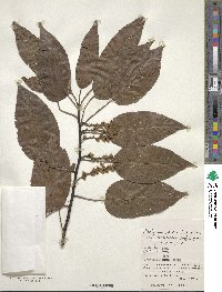 Stachyurus praecox image