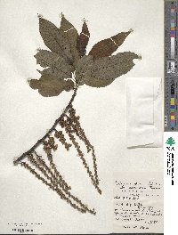 Stachyurus praecox image