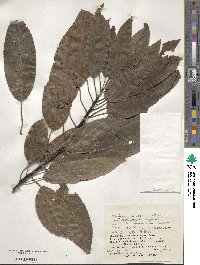 Stachyurus praecox image