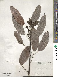 Stachyurus praecox image