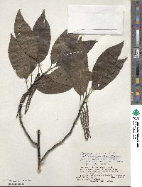 Stachyurus praecox image