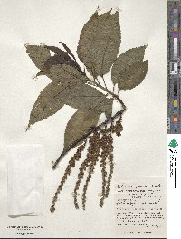 Stachyurus praecox image