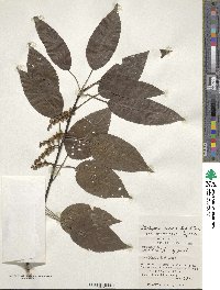 Stachyurus praecox image