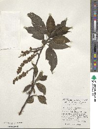 Stachyurus praecox image