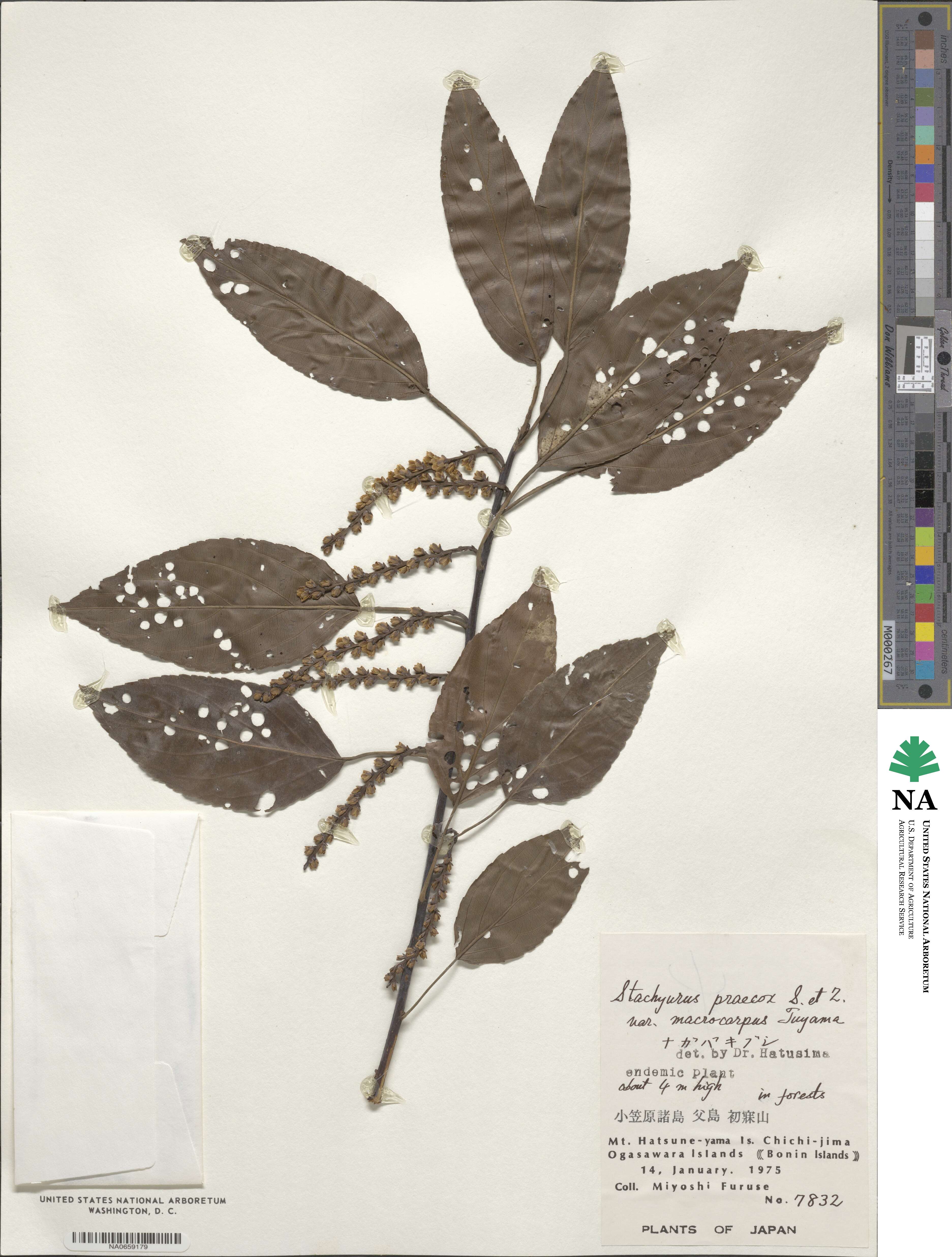 Stachyurus praecox image