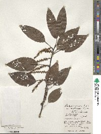 Stachyurus praecox image