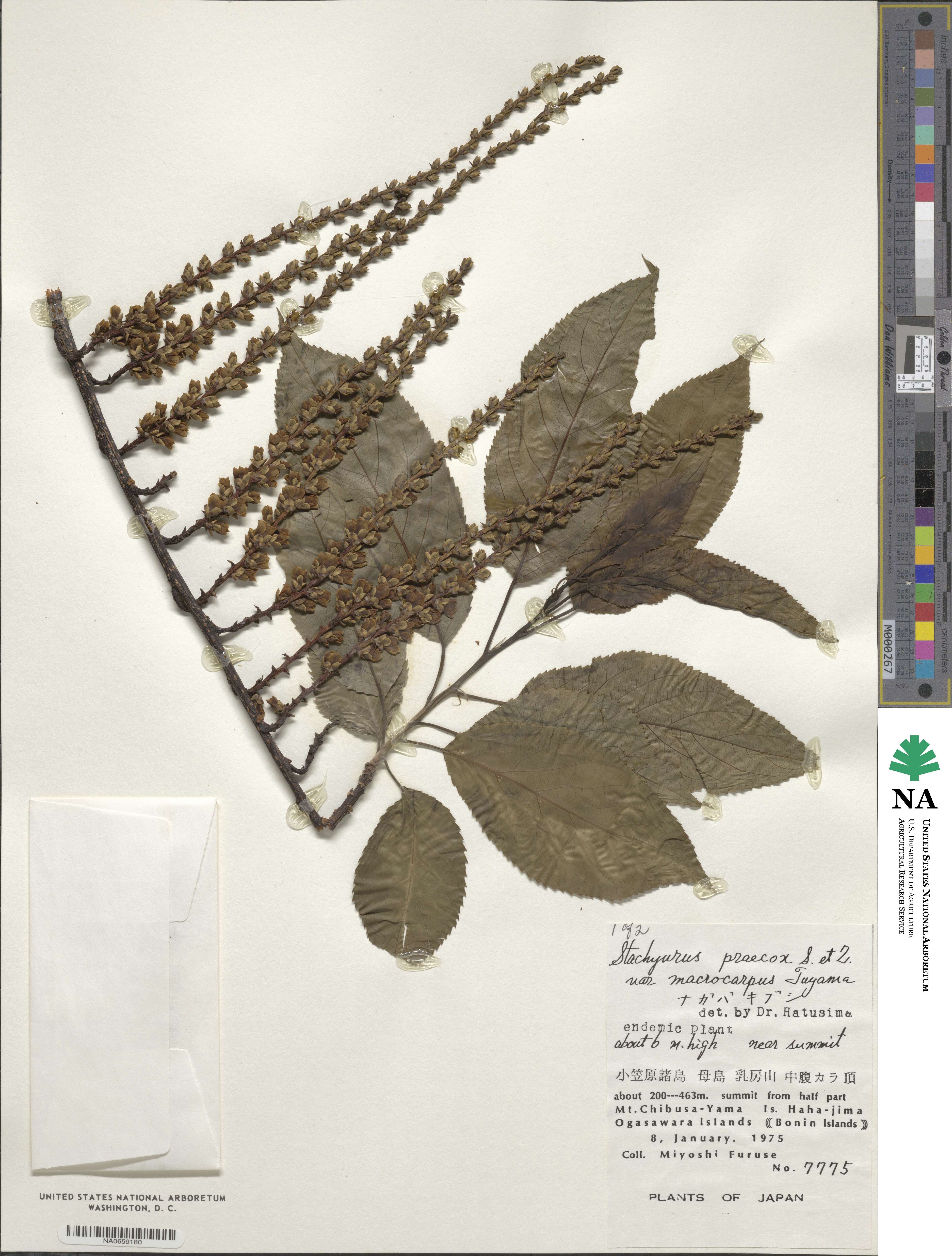 Stachyurus image