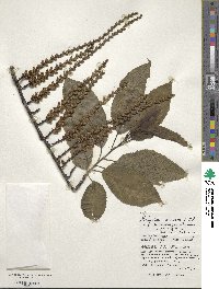 Stachyurus praecox var. macrocarpus image