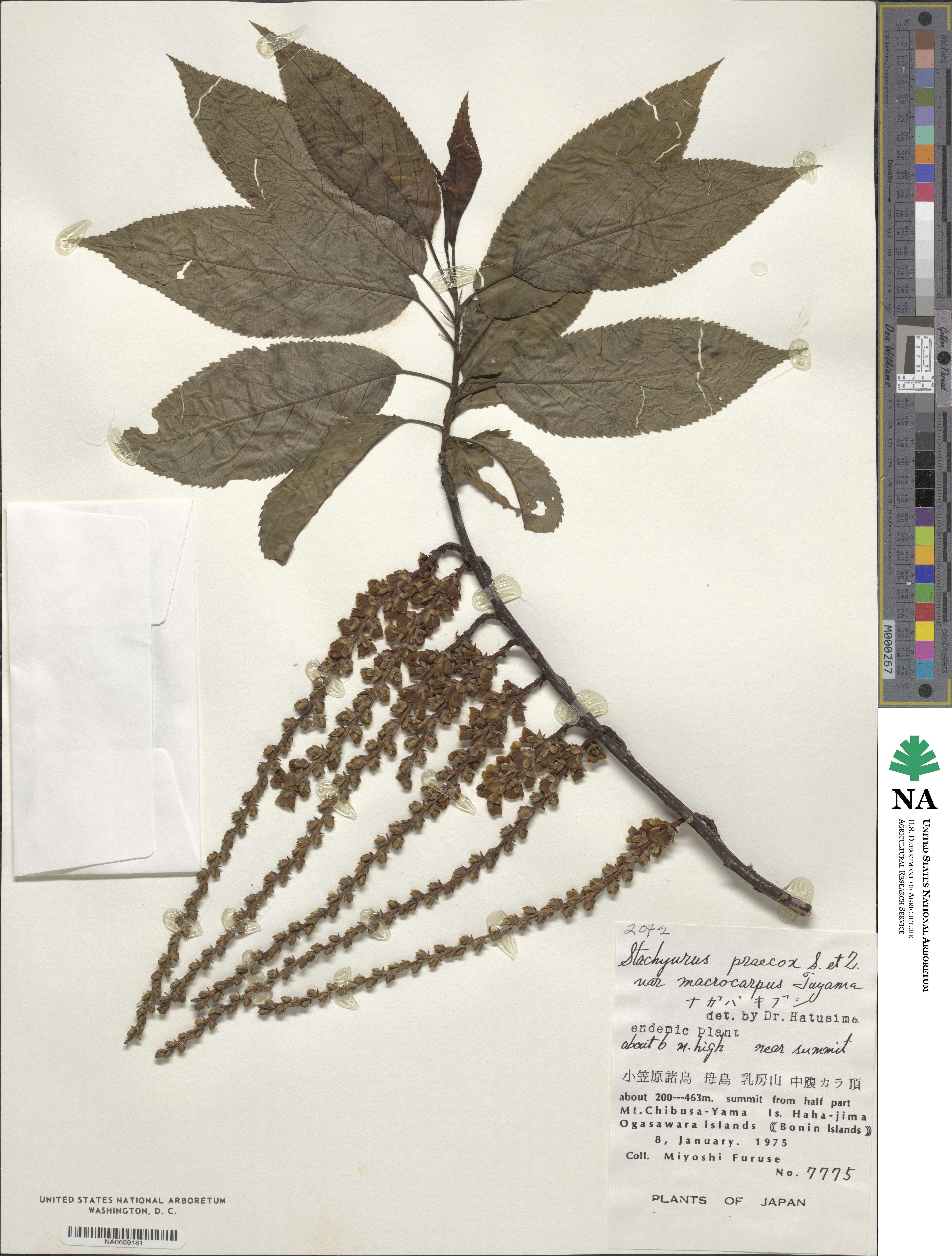 Stachyurus praecox image