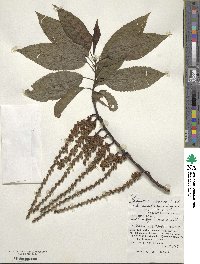 Stachyurus praecox image