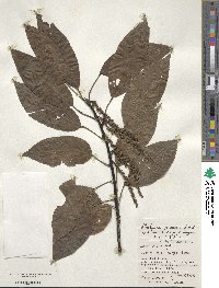 Stachyurus praecox image