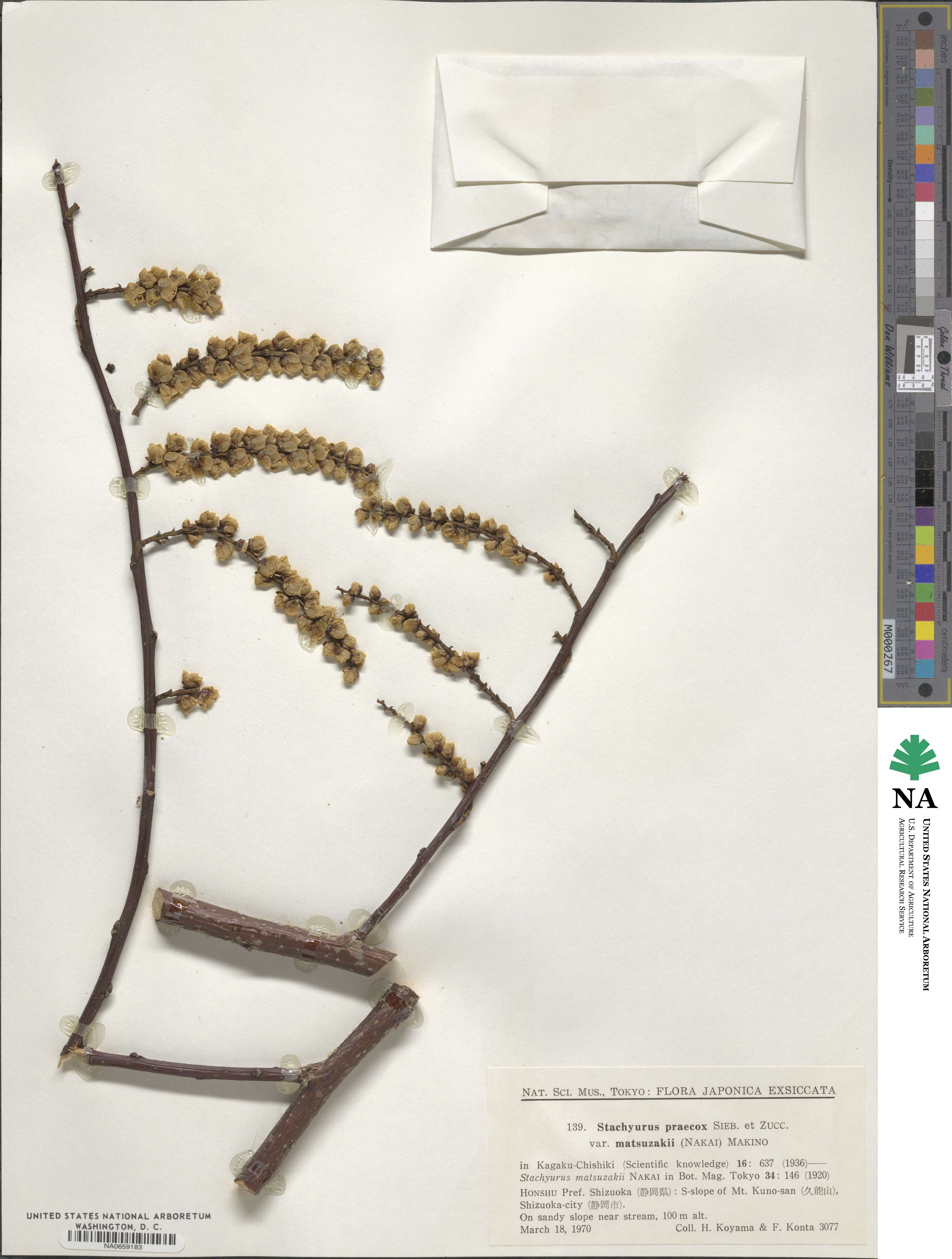 Stachyurus praecox image