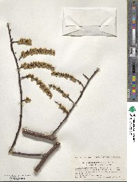 Stachyurus praecox var. matsuzakii image