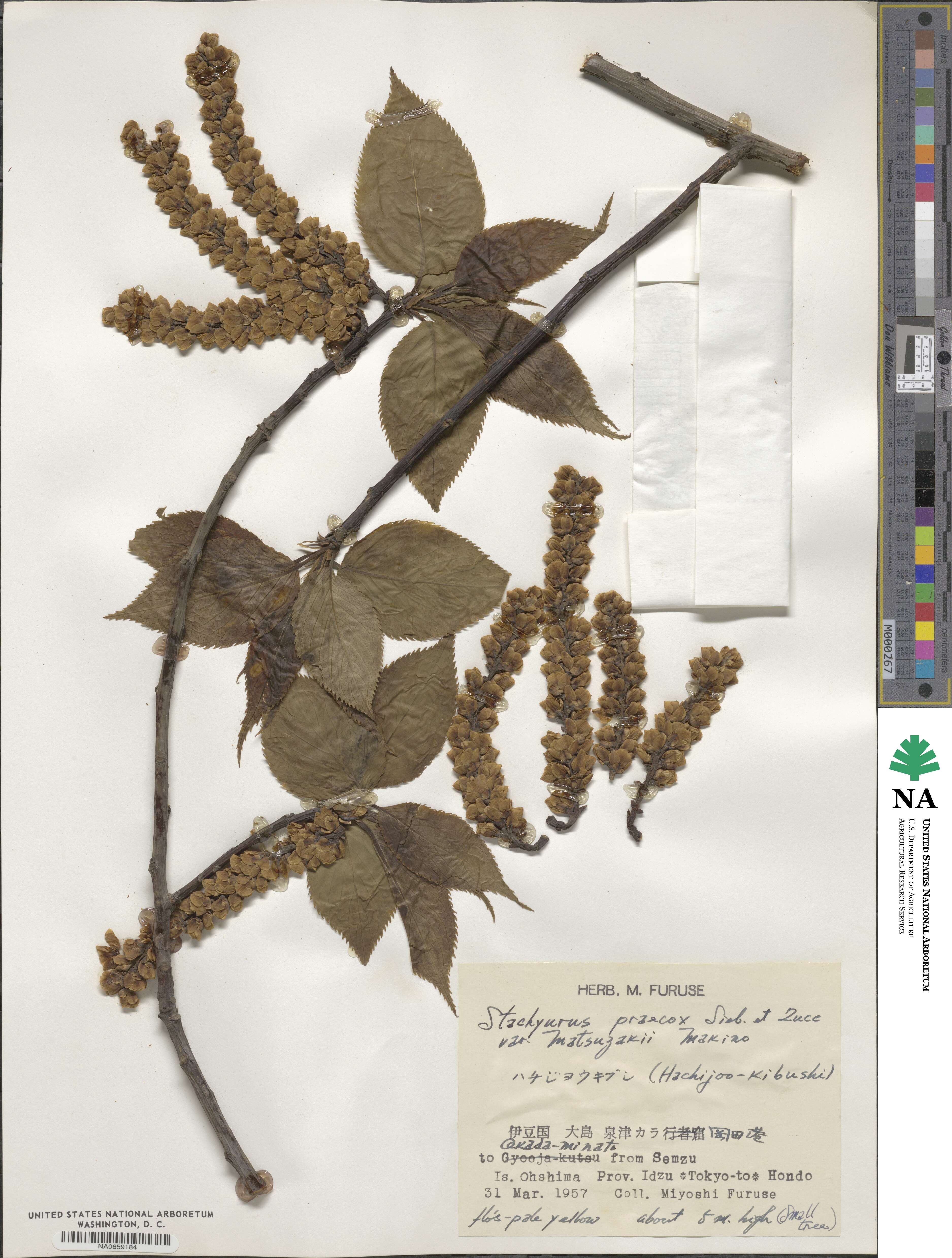 Stachyurus praecox var. matsuzakii image