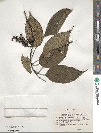 Stachyurus praecox image