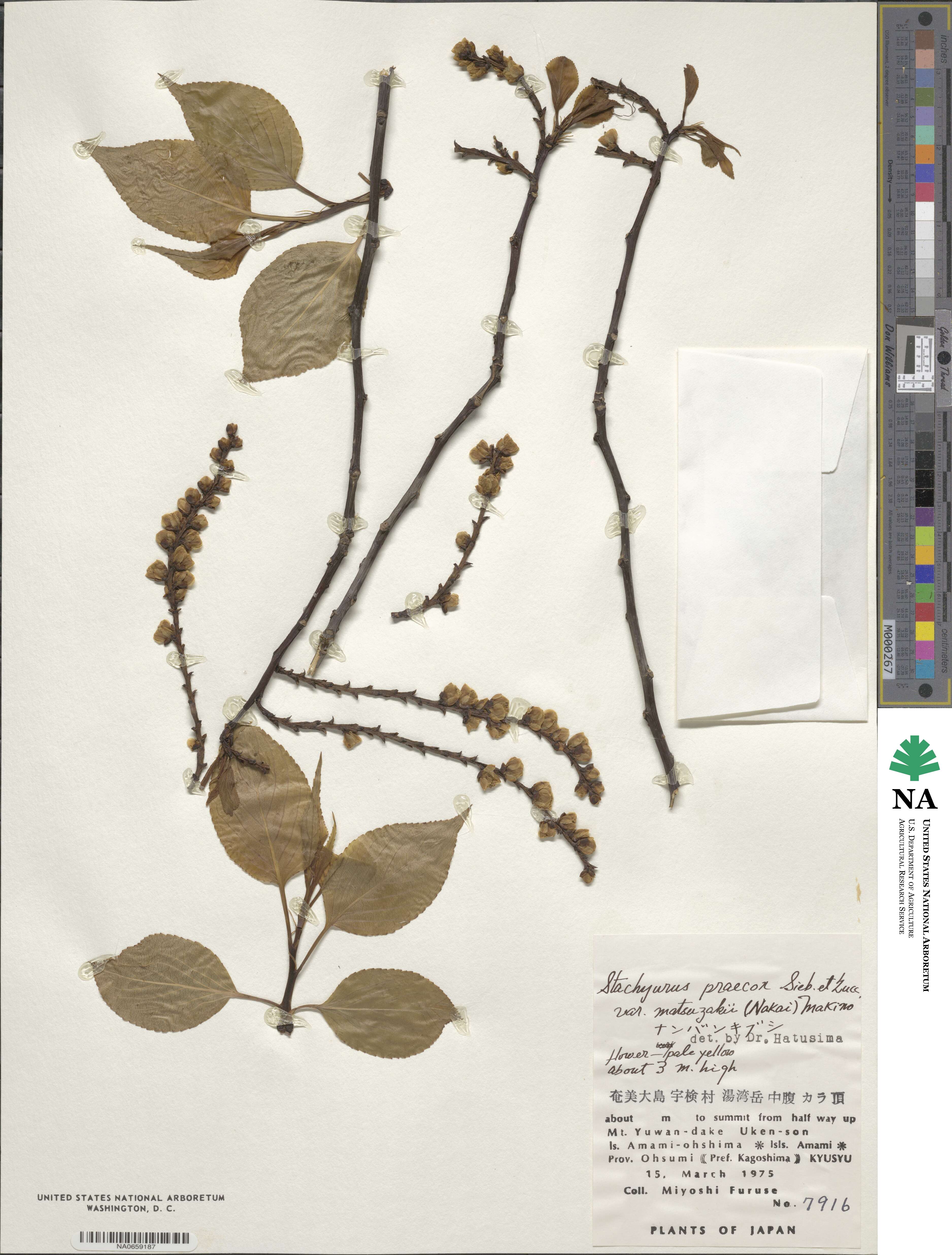 Stachyurus praecox image