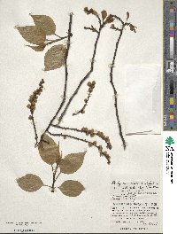 Stachyurus praecox image