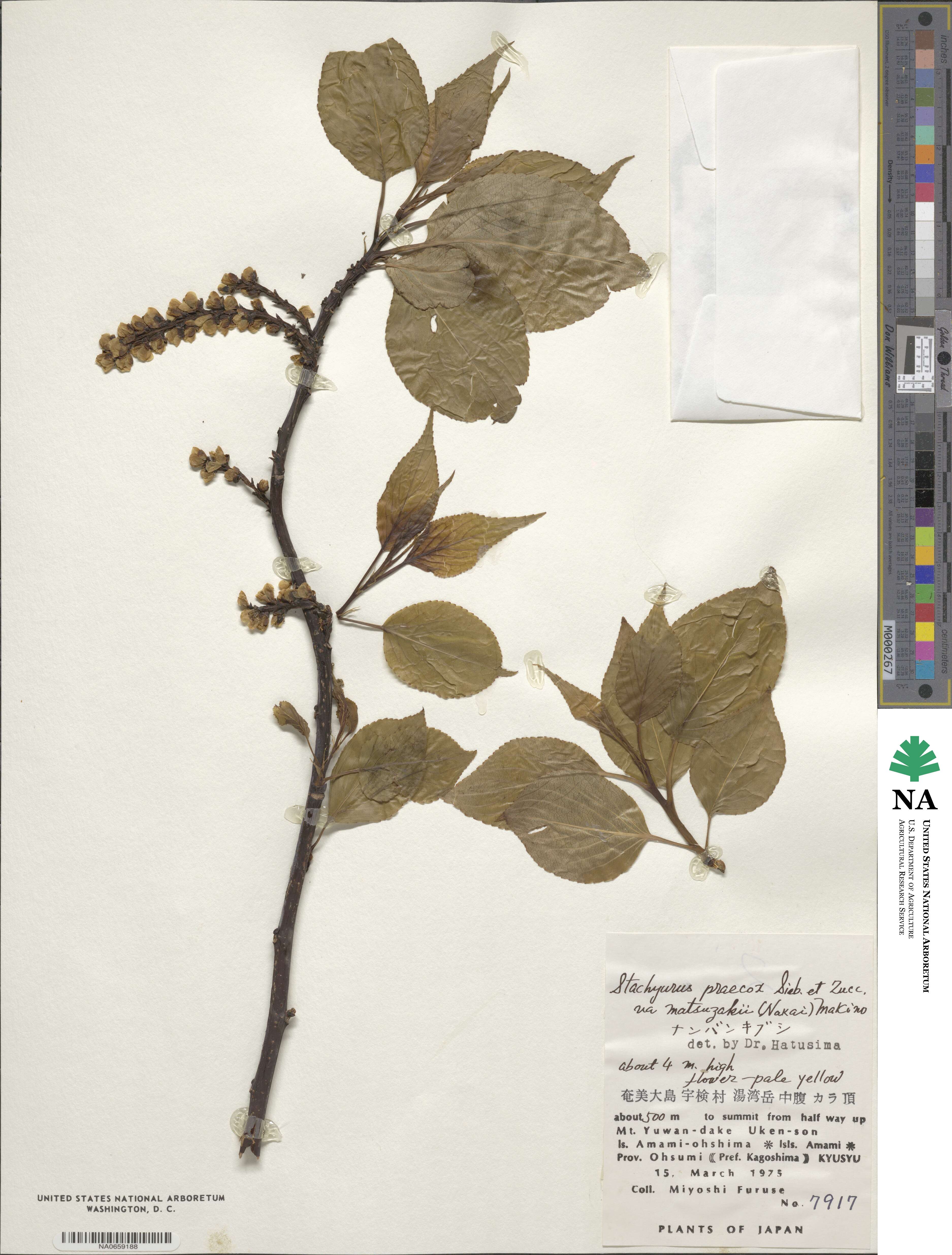 Stachyurus praecox var. matsuzakii image