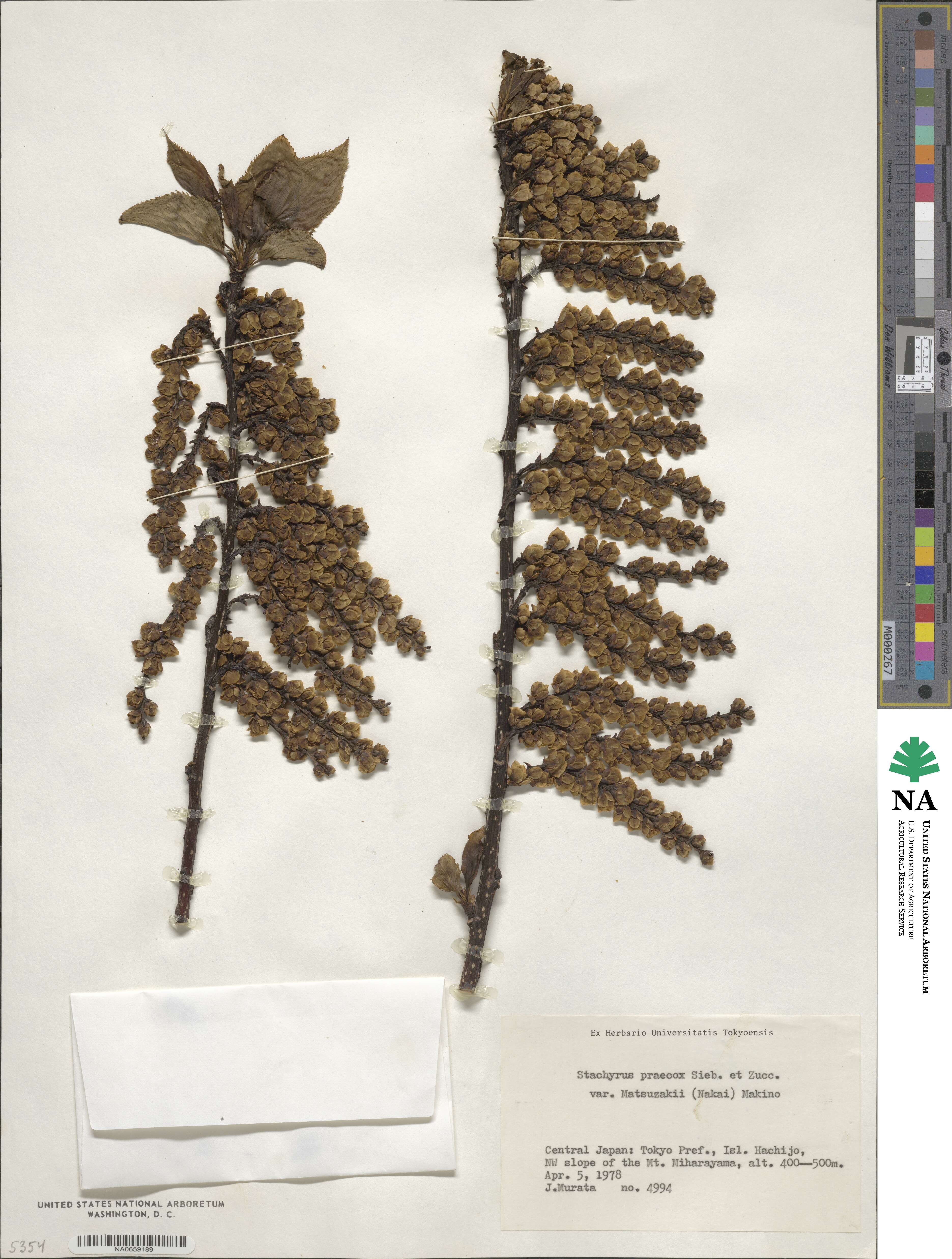 Stachyurus praecox image