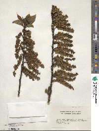 Stachyurus praecox var. matsuzakii image