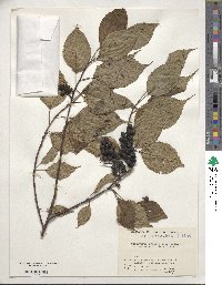 Stachyurus praecox image