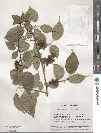 Stachyurus praecox image