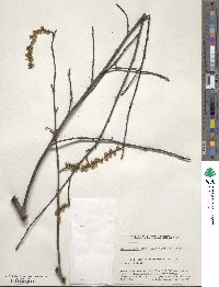 Stachyurus praecox image