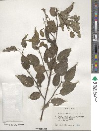 Stachyurus praecox image