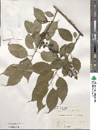 Stachyurus praecox image