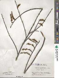 Stachyurus praecox image