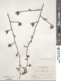 Stachyurus praecox image