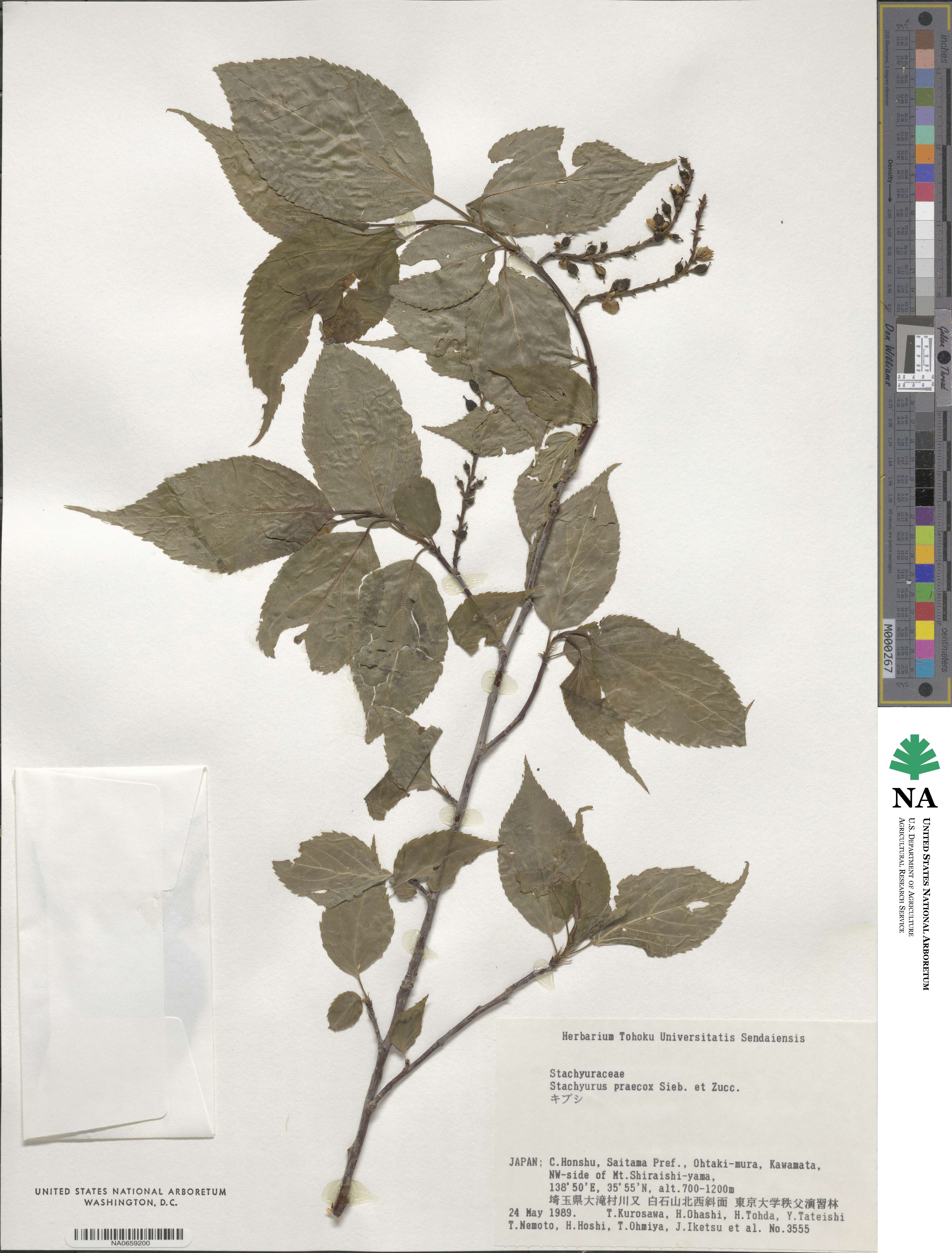 Stachyurus praecox image